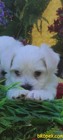 MALTESE TERİER Yavru 1