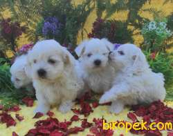 MALTESE TERİER Yavru 2