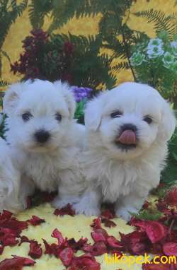 MALTESE TERİER Yavru 4