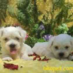 MALTESE TERİER Yavru 1