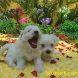 MALTESE TERİER Yavru 4