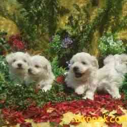 MALTESE TERİER Yavru 2