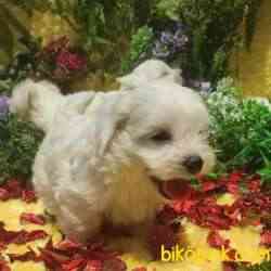MALTESE TERİER Yavru 5