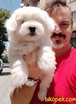 MALTESE TERİER Yavru 1