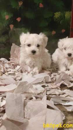 MALTESE TERİER Yavru 2
