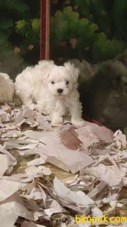 MALTESE TERİER Yavru 3