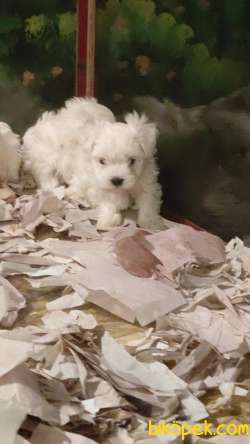 MALTESE TERİER Yavru 4