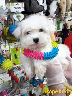 MALTESE TERIER YAVRULAR 2