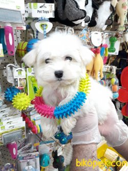 MALTESE TERIER YAVRULAR 4