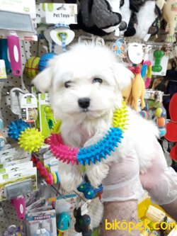 MALTESE TERIER YAVRULAR 3