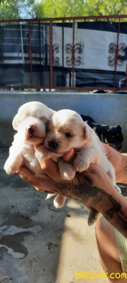 Maltese Terier Yavrular... 3