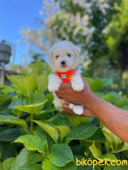 Maltese Terier Yavrularımız 2