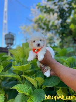 Maltese Terier Yavrularımız 1