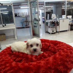 Maltese Terri̇er 2 Aylık Erkek Yavrumuz 1