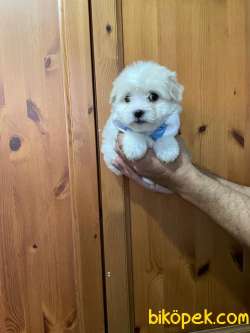 SEVİMLİ Maltese Terrier 3