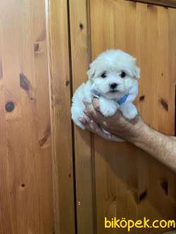 SEVİMLİ Maltese Terrier 4