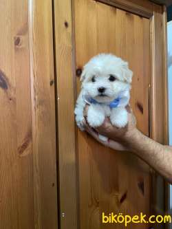 SEVİMLİ Maltese Terrier 2