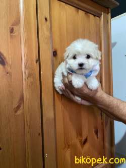 SEVİMLİ Maltese Terrier 1