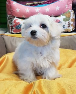 Maltese Terri̇er 3