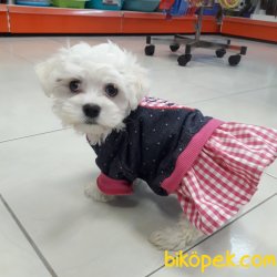 Maltese Terri̇er 3 Aylık Erkek Yavrumuz 2