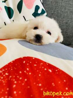 Maltese Terrier 0 Numara Minik Boy 4