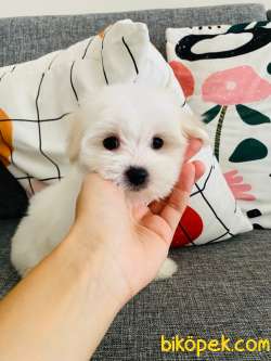 Maltese Terrier 0 Numara Minik Boy 5