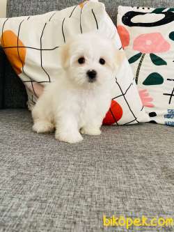Maltese Terrier 0 Numara Minik Boy 2
