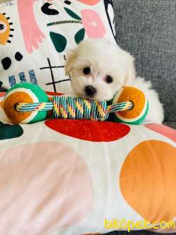Maltese Terrier 0 Numara Minik Boy 3