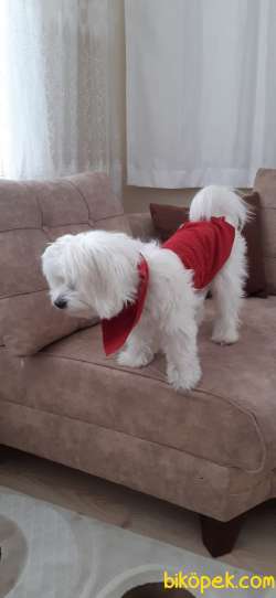 Maltese Terrier 1 Numara 2