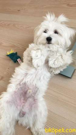 Maltese Terrier 1 Numara 5