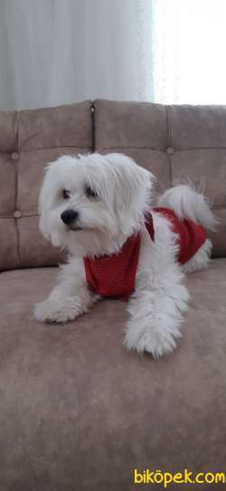 Maltese Terrier 1 Numara 1