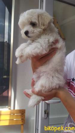 Maltese Terrier 2 Aylik 2