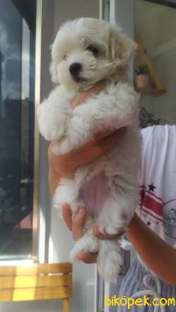 Maltese Terrier 2 Aylik 3