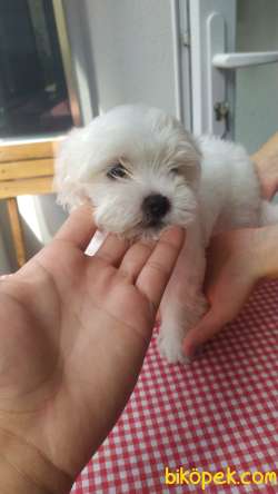 Maltese Terrier 2 Aylik 1