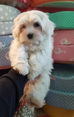 Maltese Terrier 1