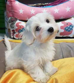 Maltese Terrier 3
