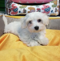 Maltese Terrier 2