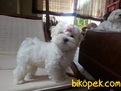 Maltese Terrier 2