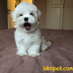 Maltese Terrier 1