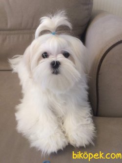 MALTESE TERRİER 4