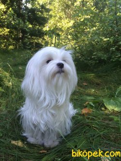 MALTESE TERRİER 5