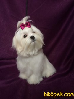 MALTESE TERRİER 1