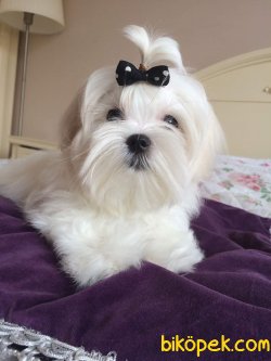 MALTESE TERRİER 3