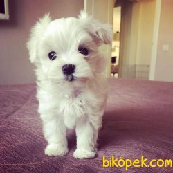 MALTESE TERRİER 3