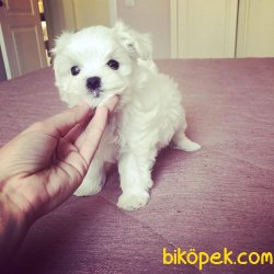 MALTESE TERRİER 1