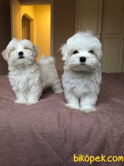 MALTESE TERRİER 2