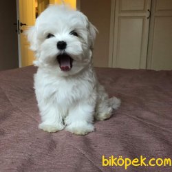 MALTESE TERRİER 1