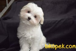 MALTESE TERRİER 5