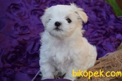 MALTESE TERRİER 3