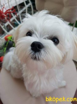 MALTESE TERRİER 1